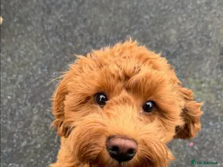 Doxiepoo dogs Beautiful doxipoo baby’s - Advert 11