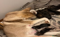 Mixed Breed dogs for sale: HuskyGerman/Rotweiler mixed breed puppies for sale - Advert 25