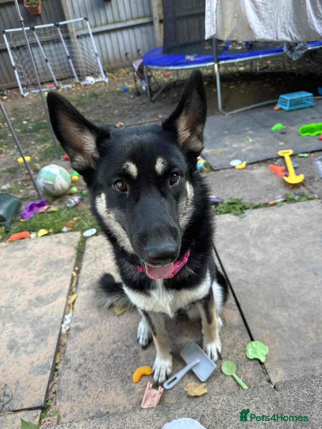 Shepsky dogs for sale: German shepherd x husky - Advert 2