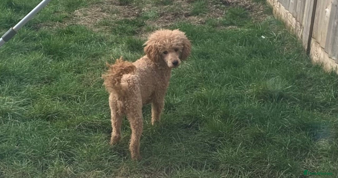 Cockapoo dogs for sale: Stunning F1b Cockapoo puppy’s  - Image 23