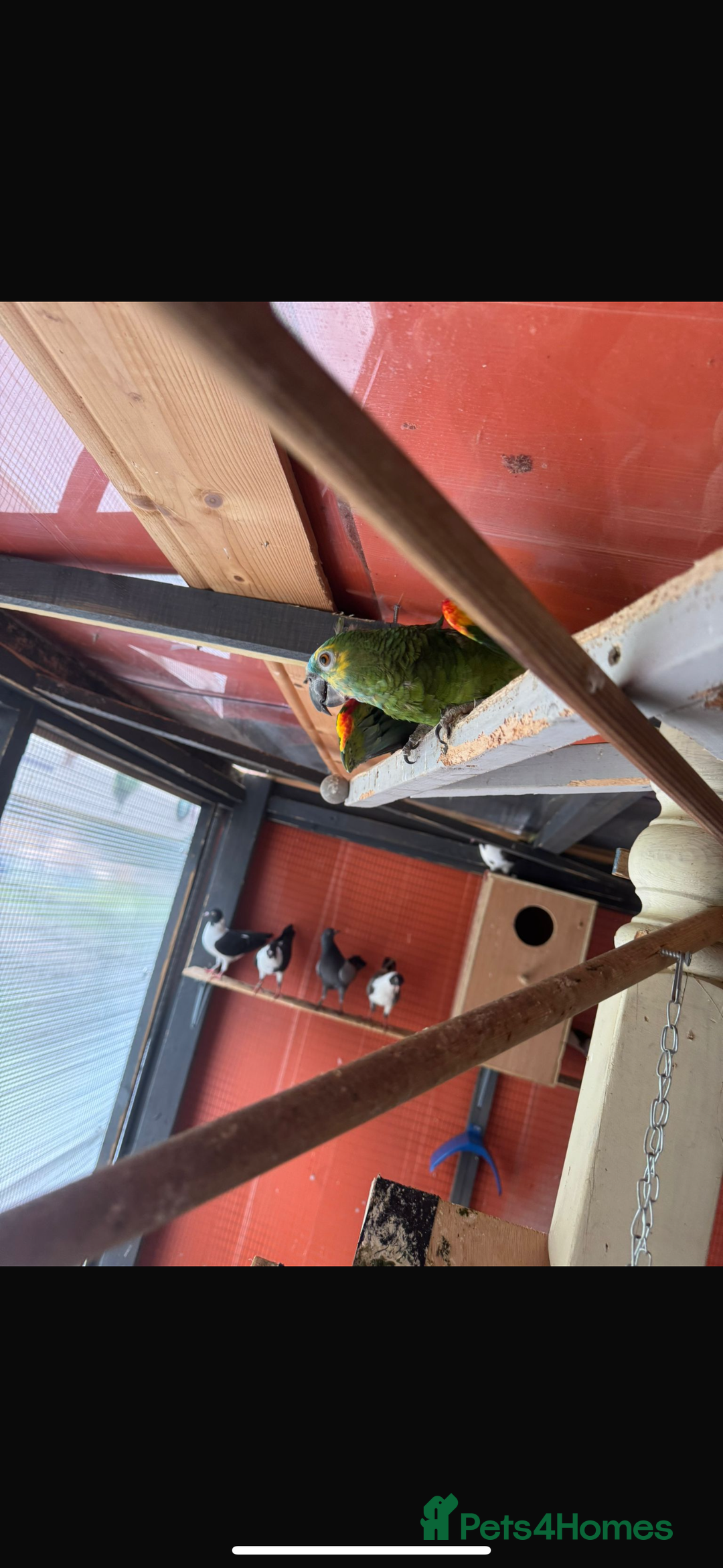 Parrots birds for sale: Ringneck Parrots & Amazon Green - Image 10