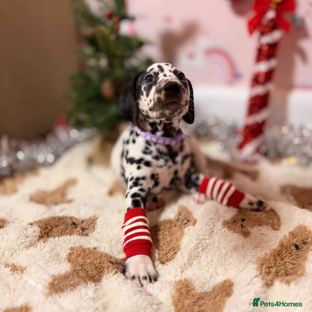 Dalmatian dogs for sale: 🐾Our Last Boy looking for forever home 🐶 💙 - Advert 33