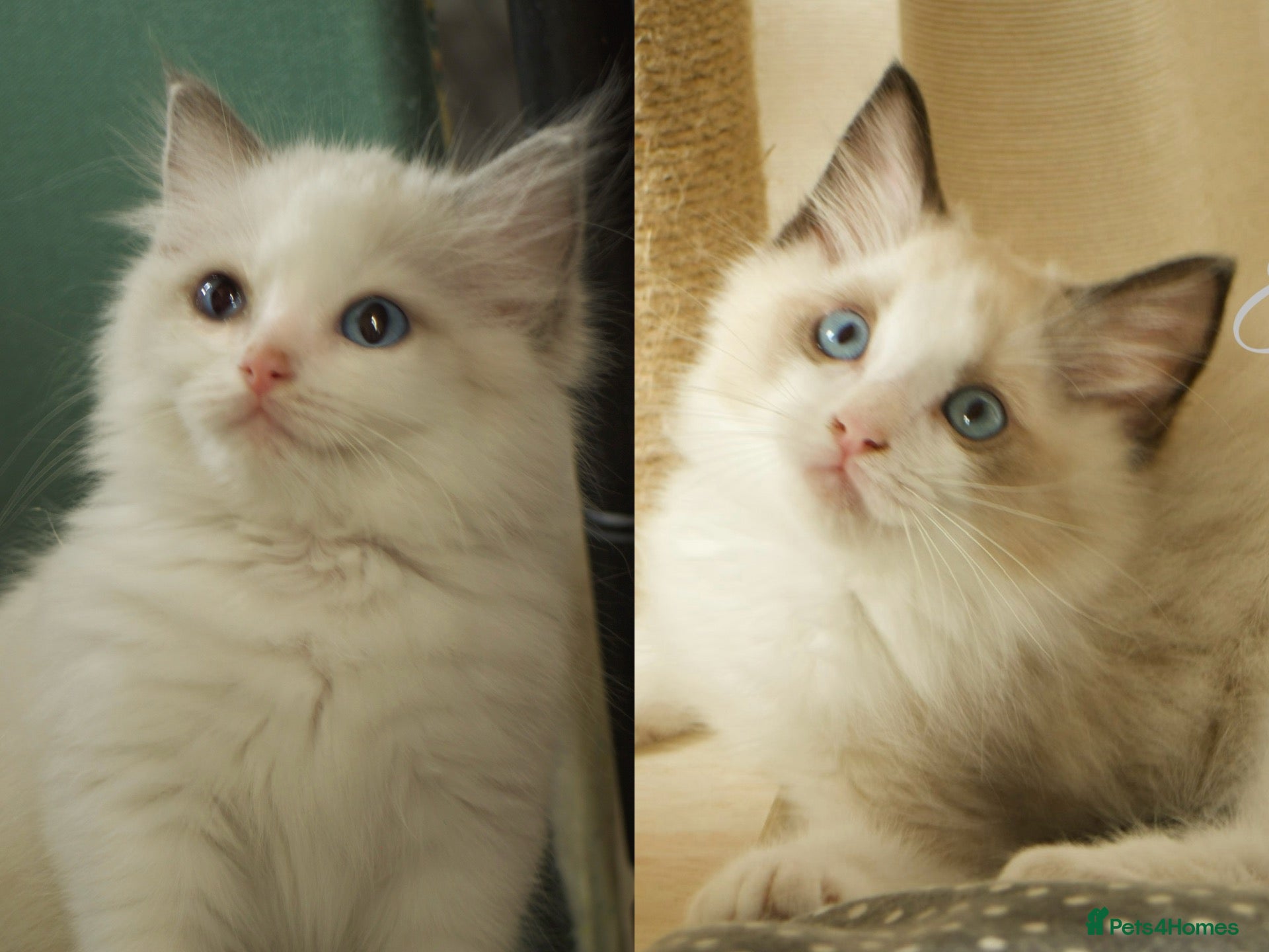 Ragdoll cats TICA championship Ragdoll Kittens  - Advert 1