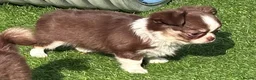 Chihuahua dogs for sale: Amazing tiny long coat girl puppy  - Advert 15