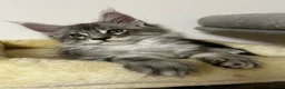 Maine Coon cats for sale:  Exceptional TICA Registered Maine Coon Kittens 🐾 - Advert 11