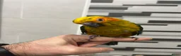 Mixed Breed birds for sale: Beautiful Hand-Reared Sun Conure Babies – Weaned  - Advert 5
