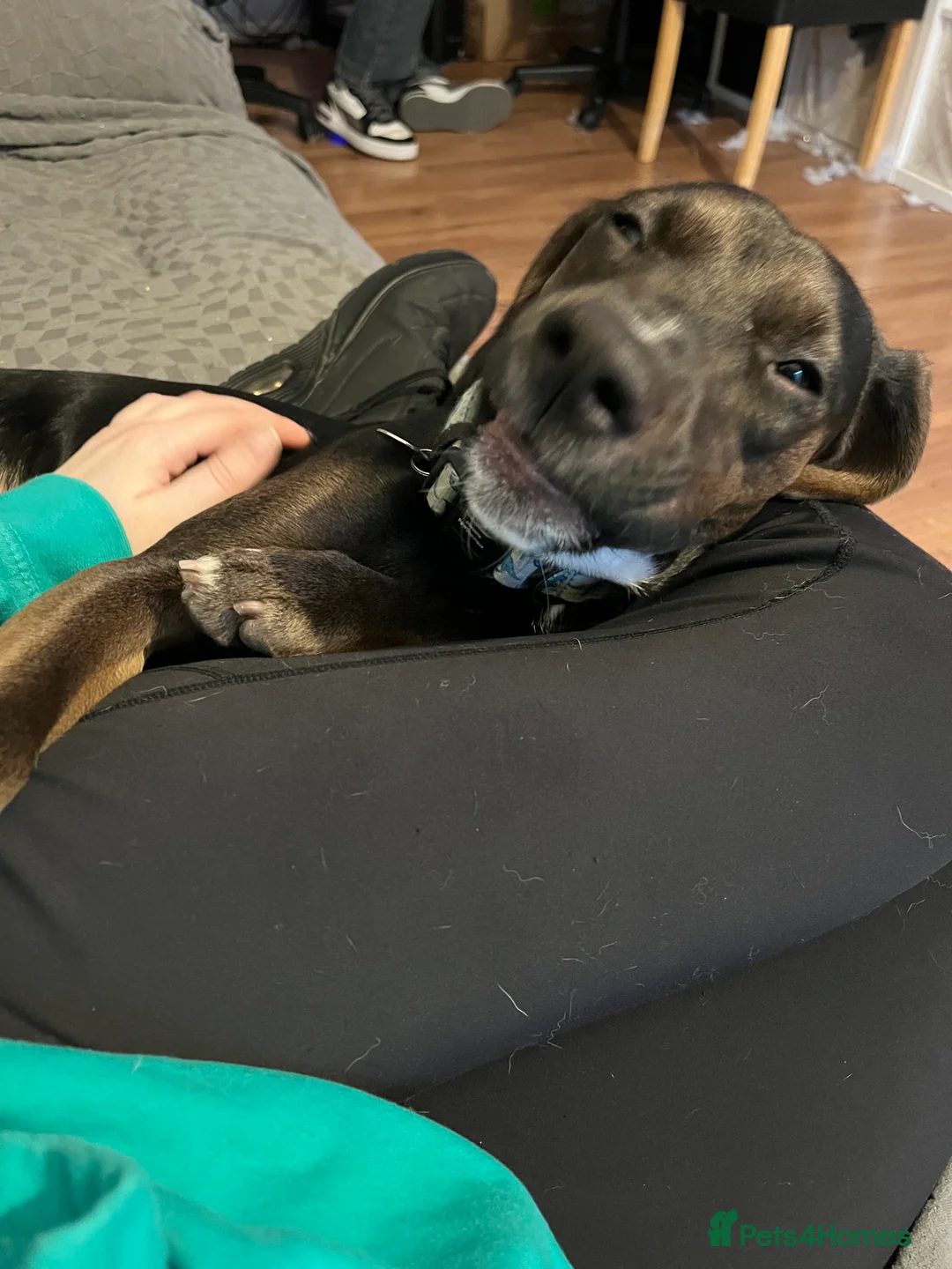 Mixed Breed dogs for sale: Spaniel cross Dacshund Boy 2 years old - Advert 7