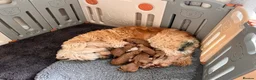 Goldendoodle dogs for sale: GoldenDoodle F1b  - Advert 16