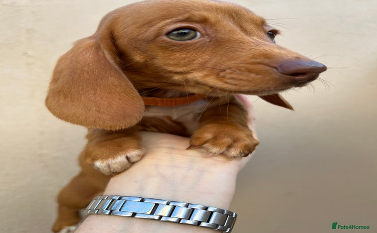 Miniature Dachshund dogs - Advert 2