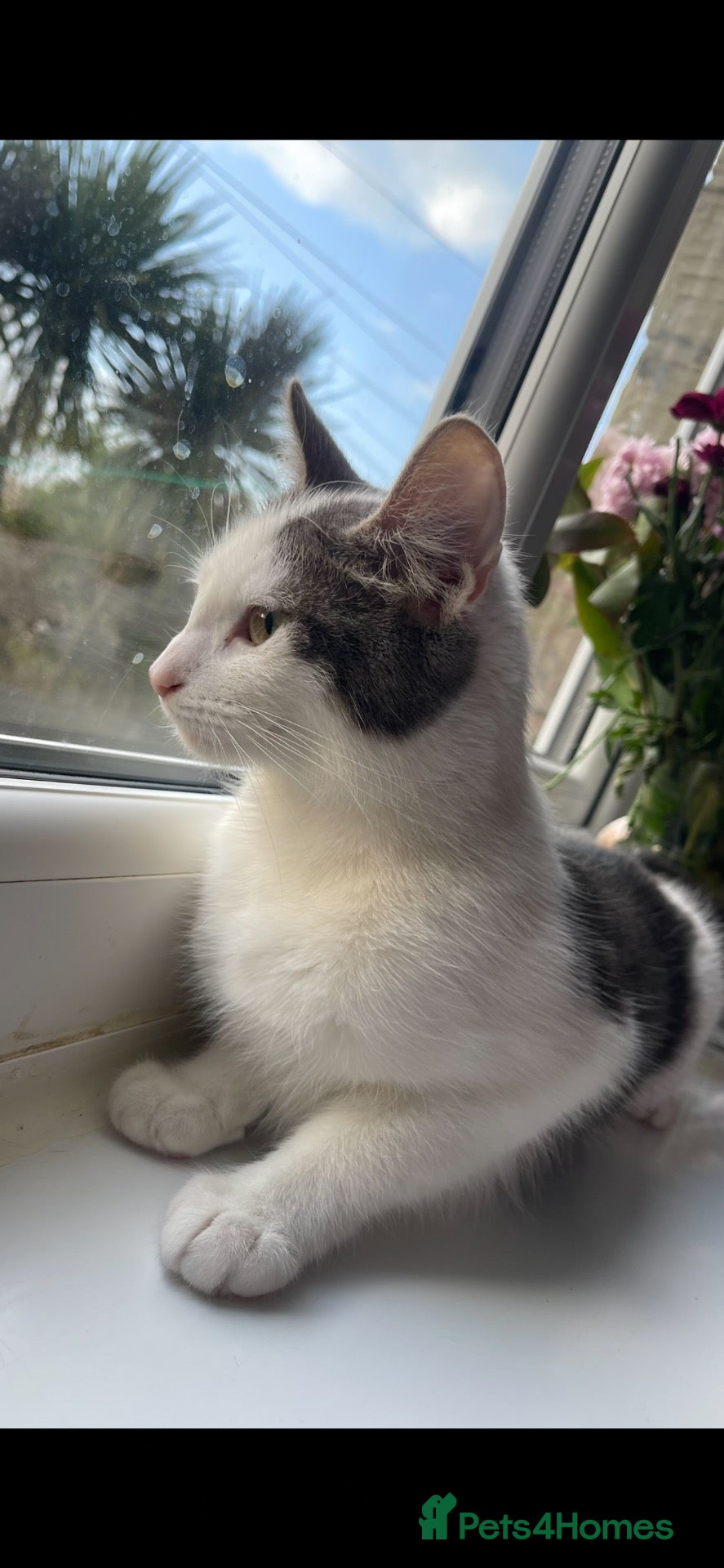 Mixed Breed cats Gorgeous kittens and mum for sale.  - Advert 1