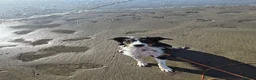 Border Collie dogs for adoption: CHARLIE - COLLIE - FOR ADOPTION IN CORNWALL/DEVON - Advert 17
