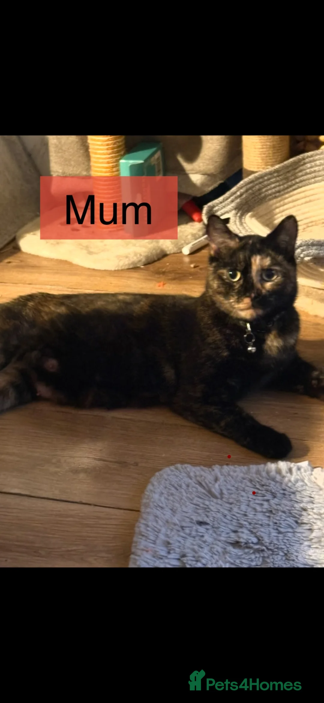 Mixed Breed cats for sale: Beautiful Kittens x4 Mixed colours Aged 11 weeks - Advert 2