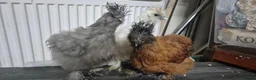 Chickens poultry for sale: 3 Pure‑bred Silkie Bantam Chickens|Collection only - Advert 3