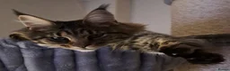 Maine Coon cats for sale: Maine Coon Kittens for Sale - Advert 18