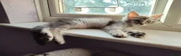 Maine Coon cats for sale: beautiful Maine coon kittens (2 poly) - Advert 15