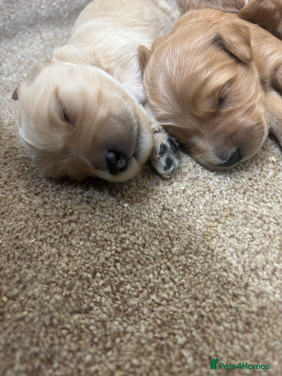 Mini Goldendoodle dogs for sale: F1 miniature Goldendoodle puppies. - Image 5