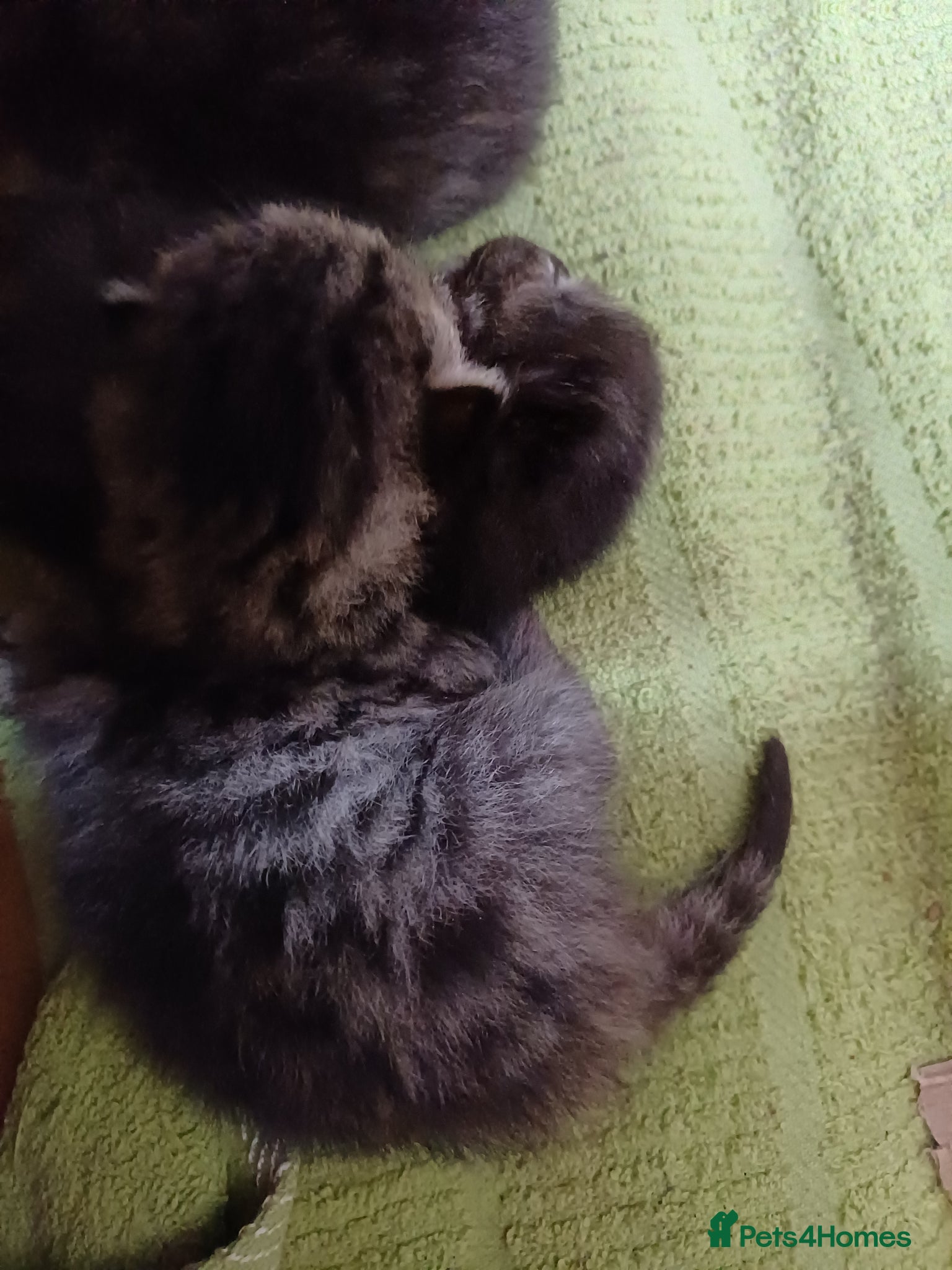 Mixed Breed cats for sale: Kittens half bengal - Advert 5