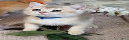British Shorthair cats for sale: British sh blue golden kittens GCCF  - Advert 11
