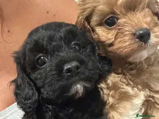 Cavapoo dogs F1 toy cavapoo - Advert 18