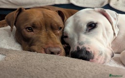 American Bull Staffy dogs for sale: Sweet Bully needs a home - Advert 4