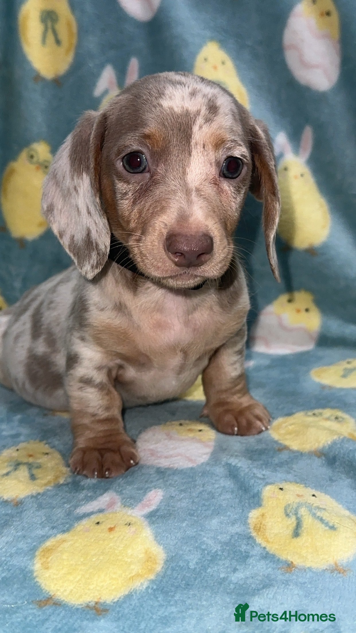 Miniature Dachshund dogs Puppy’s collect now £950 dapple longcoat £1200 - Advert 6