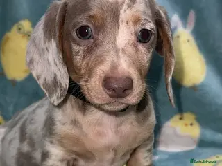 Miniature Dachshund dogs Puppy’s collect now £950 dapple longcoat £1200 - Advert 6