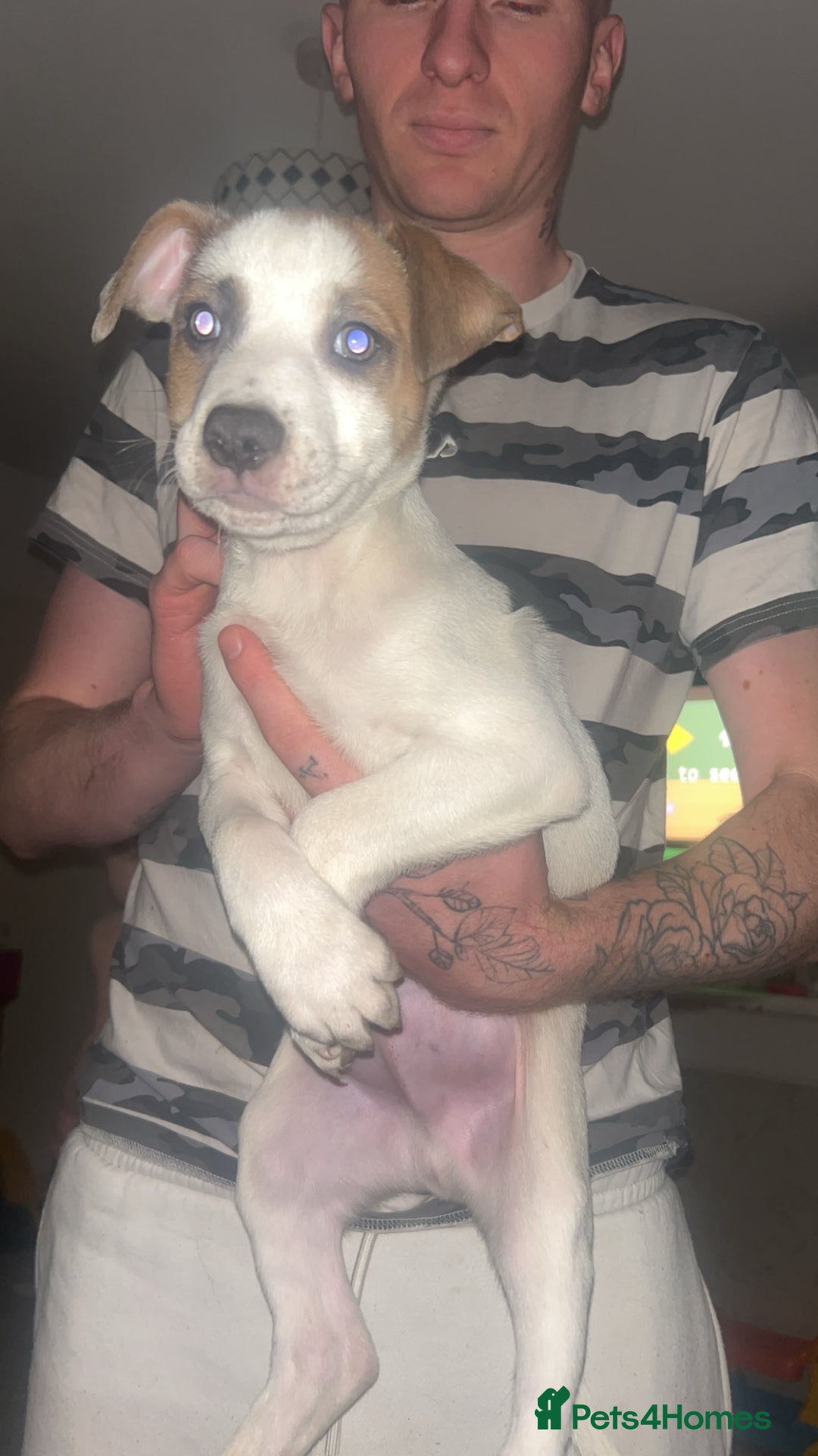 Mixed Breed dogs for sale: belgian malinois - Image 4