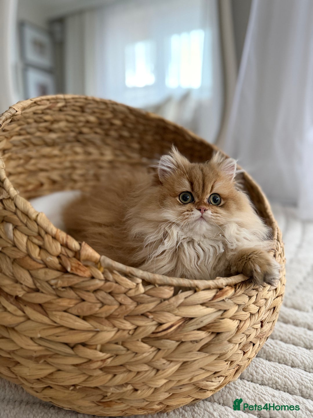 British Longhair cats for sale: Amazing British Longhair Golden kitten - Advert 1
