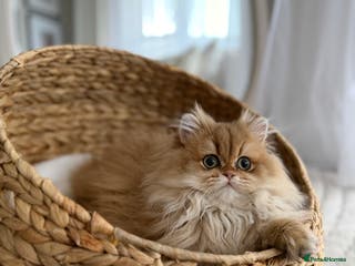 British Longhair cats Amazing British Longhair Golden kitty - Advert 9