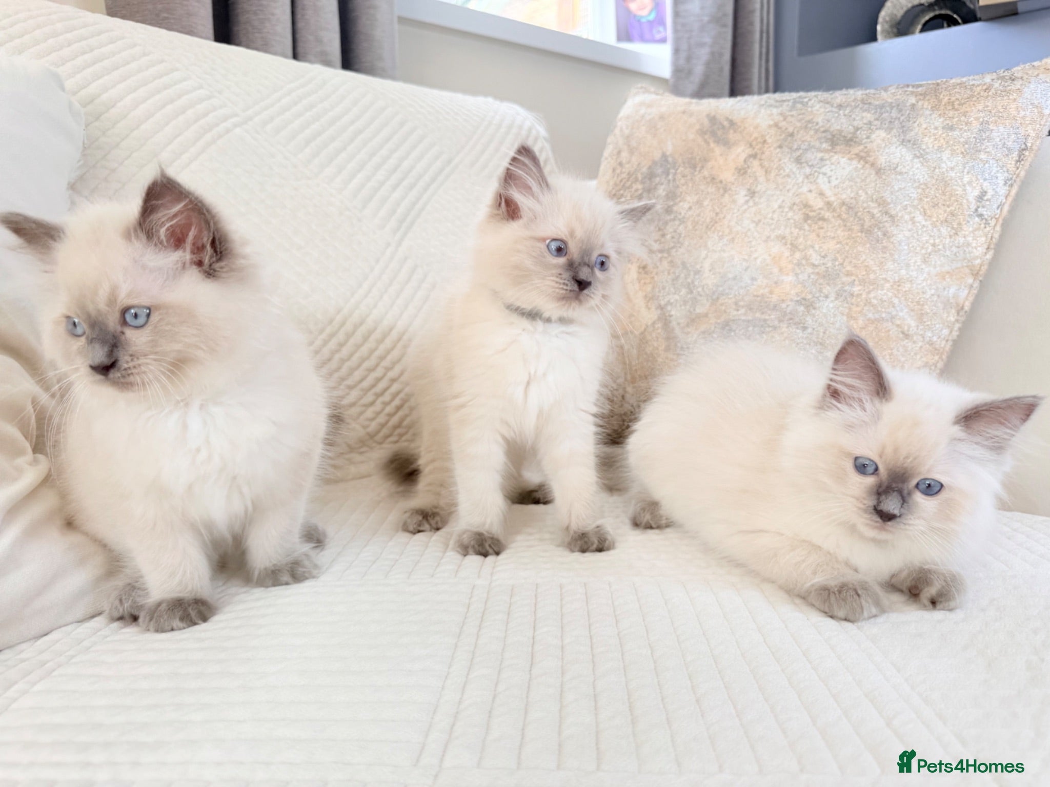 Ragdoll cats Blue Point Ragdoll Kittens 3 boys left  - Advert 1