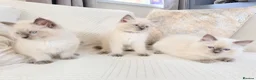 Ragdoll cats for sale: Blue Point Ragdoll Kittens 3 boys left  - Advert 15