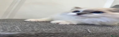 Ragdoll 3
