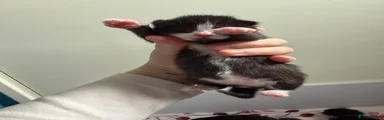 Domestic Shorthair Kitten 6