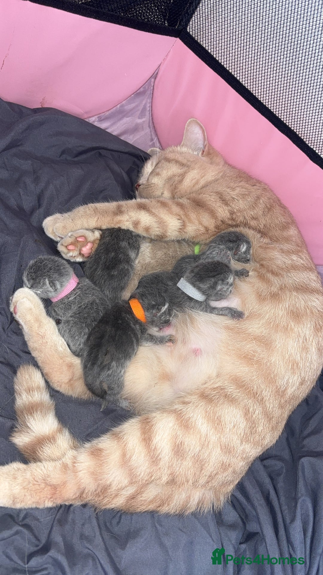 British Shorthair cats for sale: Britishshorthair kittens  - Image 1