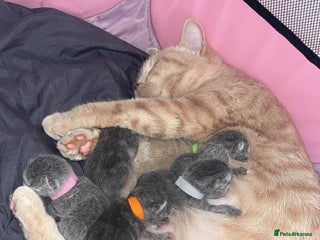 British Shorthair cats - Advert 26