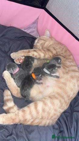 British Shorthair cats - Advert 16