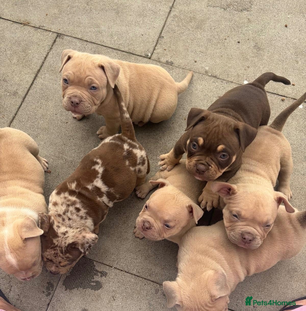 American Bully dogs Quality Pocket bully pups - Advert 4