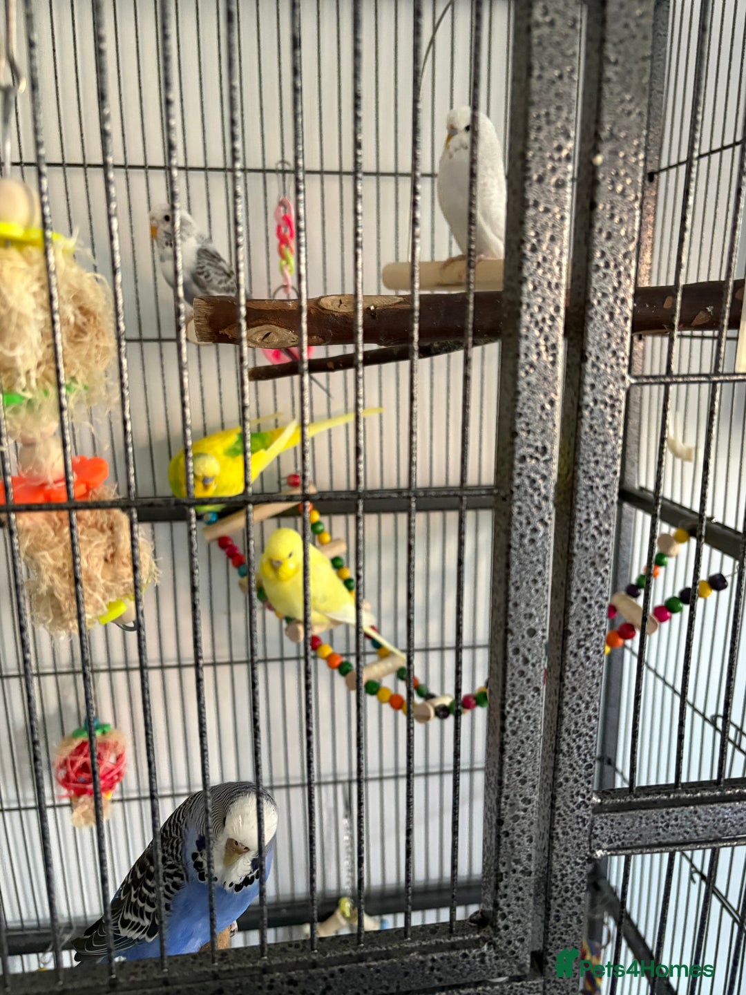 Budgerigars birds for sale: 5 budgies in need of rehoming with cage - Advert 3
