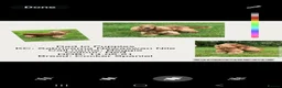 Cocker Spaniel dogs for sale: Stunning little girl show type cocker spaniels - Advert 4