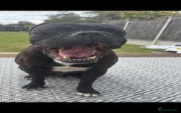 Cane Corso dogs for sale: Cane corso male needs new home - Image 1