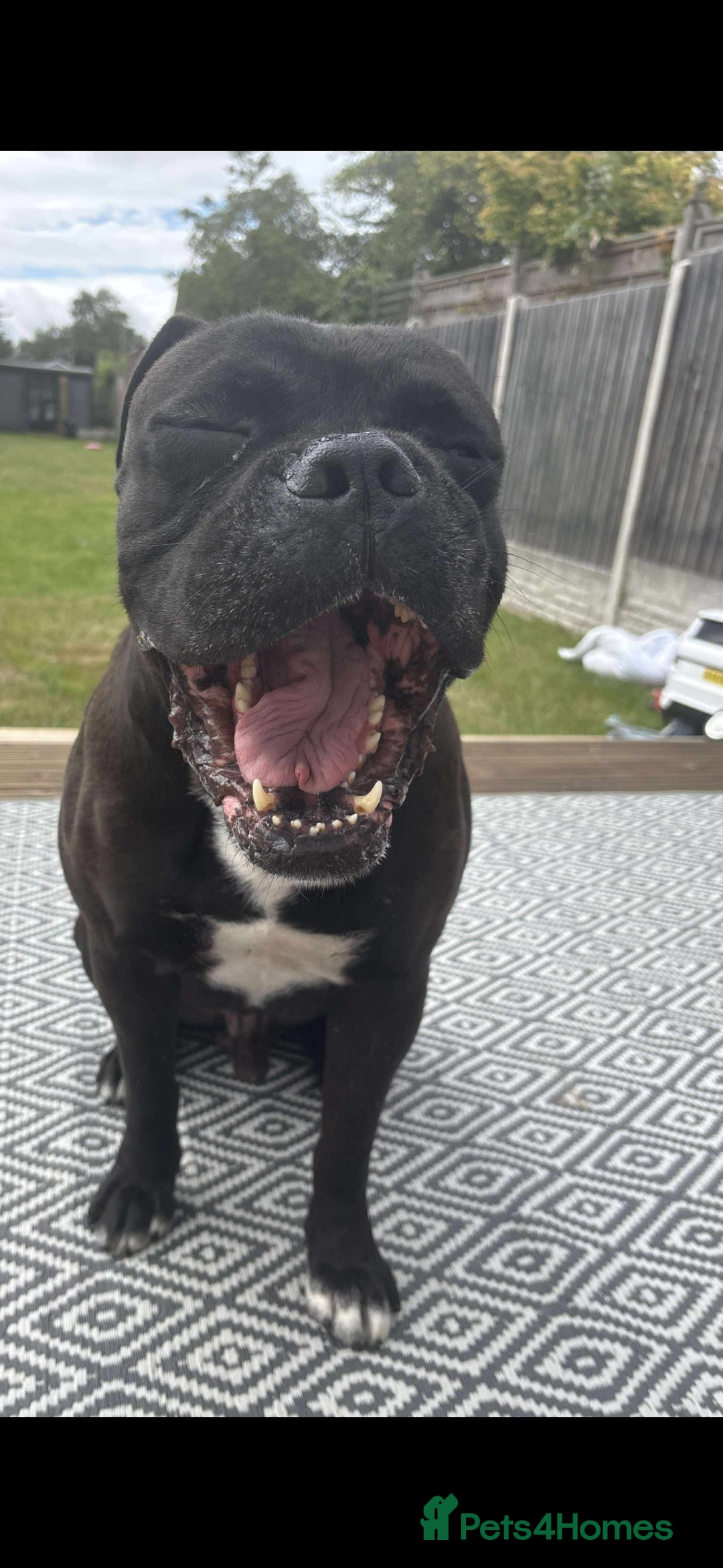 Cane Corso dogs for sale: Cane corso male needs new home - Image 1