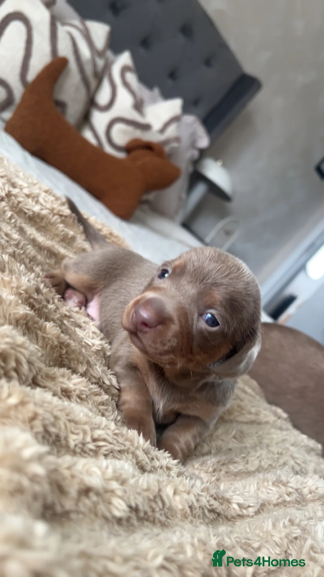 Dachshund dogs for sale: Stunning Dachshunds Isabella/chocolate and tan - Advert 6