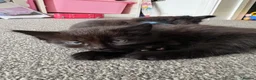 Mixed Breed cats for sale: 2 male kittens for sale  in Gateshead - Advert 4