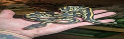 Python Snake reptiles for sale: Baby Royal Pythons born July 2025 - Advert 2