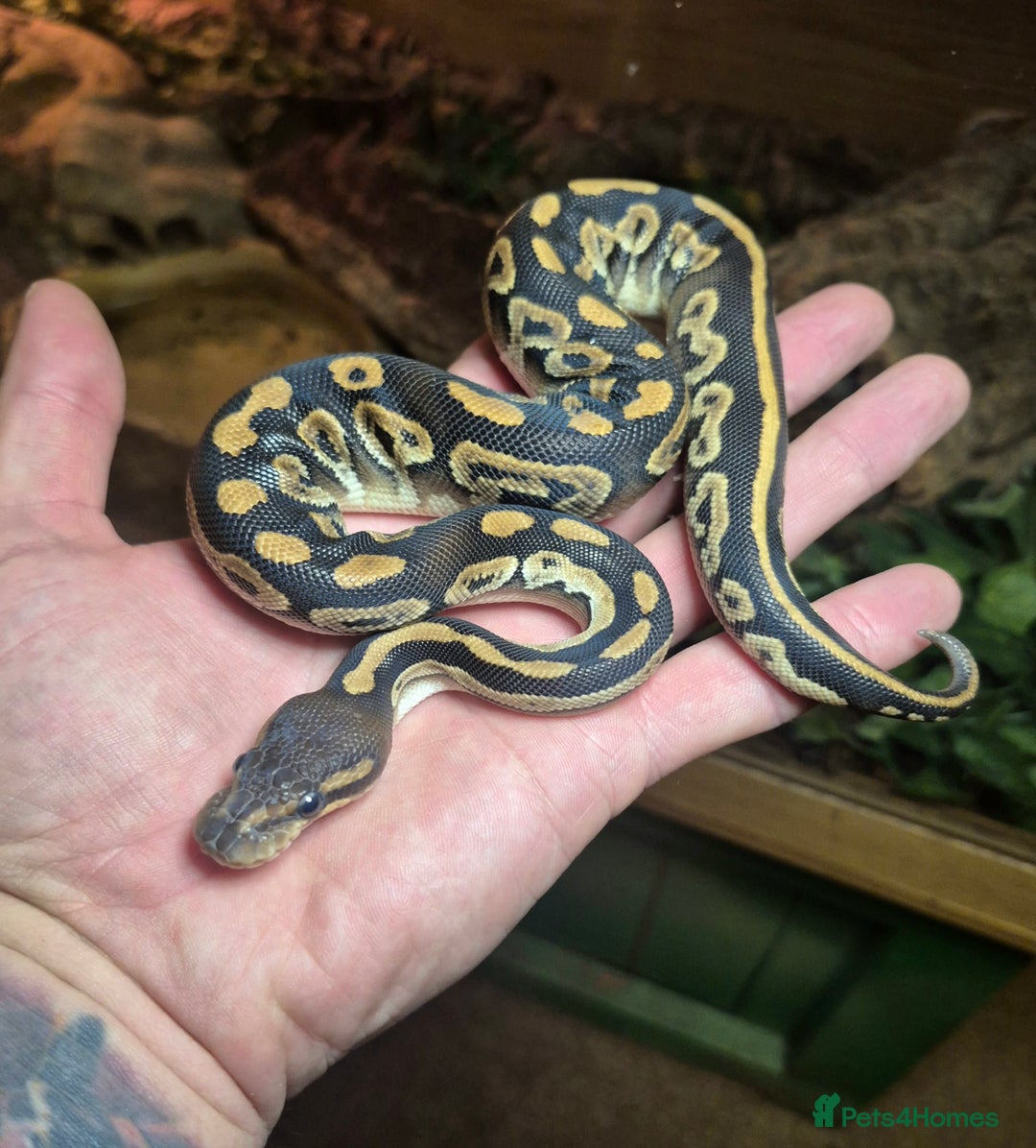 Python Snake reptiles for sale: Baby Royal Pythons born July 2025 - Advert 2