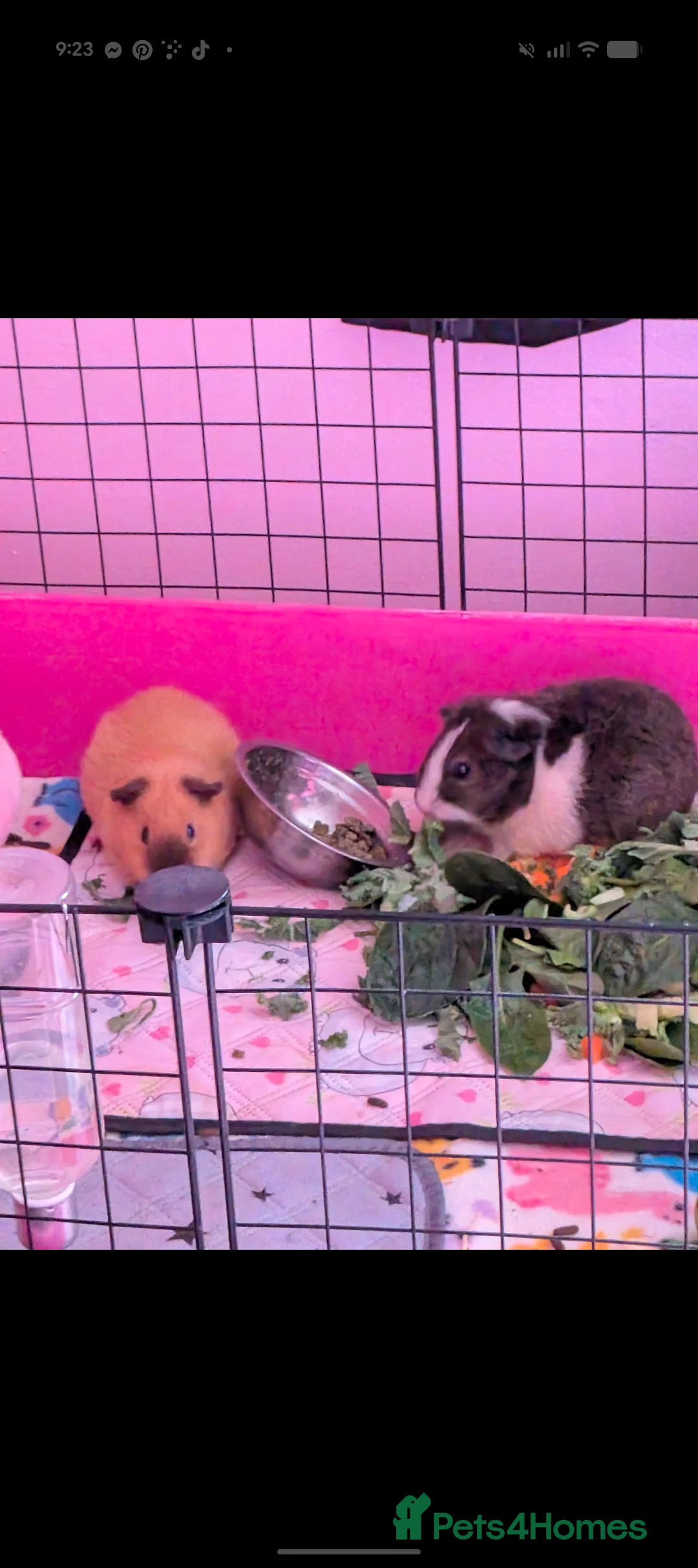 Guinea Pig rodents for sale: Pair of brother guinea piga - Advert 1