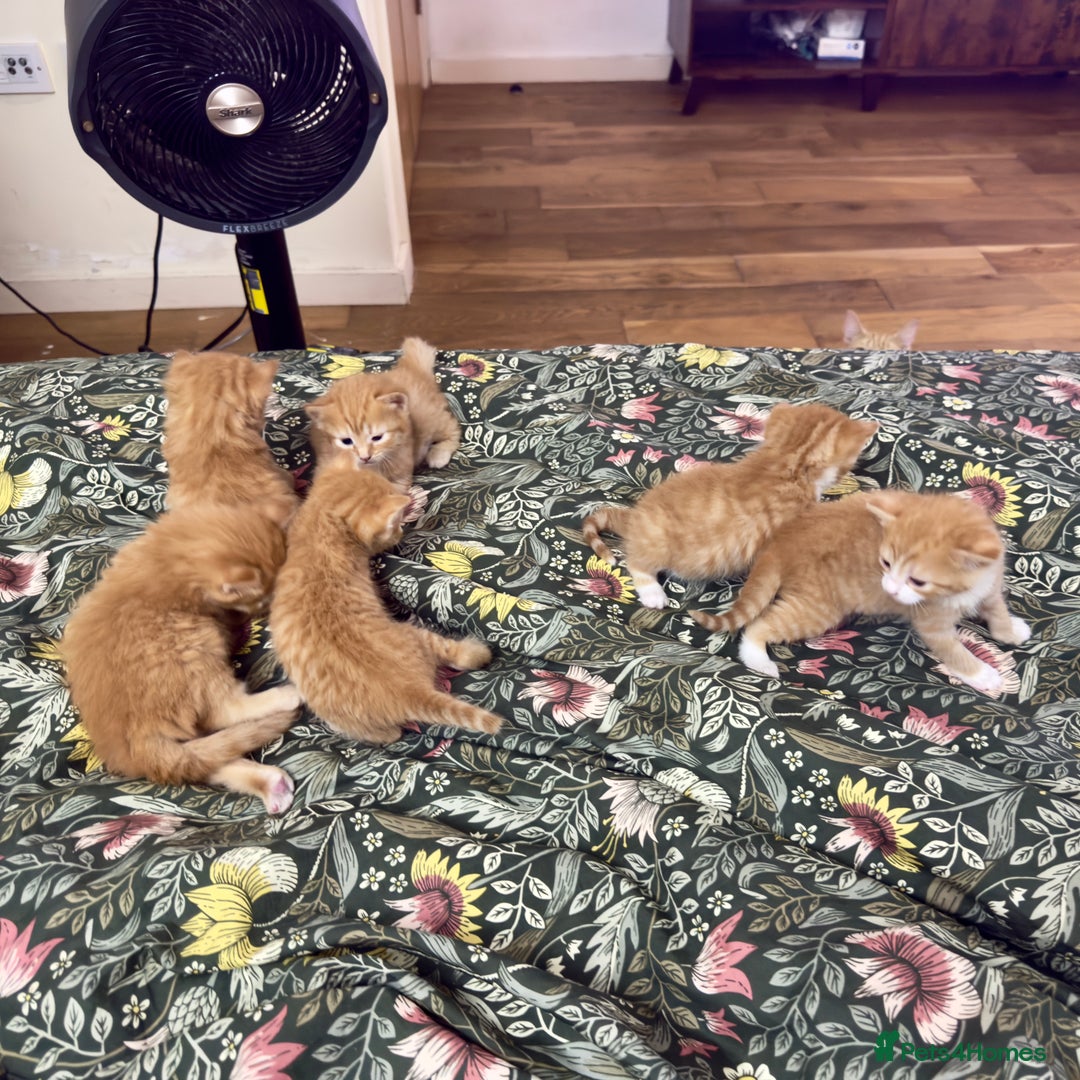 British Shorthair cats for sale: STUNNING 🤩 British Shorthair Queen 👑 litter  - Image 14