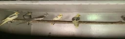 Cockatiels birds for sale: 2026 Young cockatiels  - Advert 9