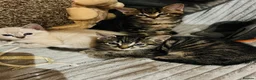 Mixed Breed cats for sale: Kittens  - Advert 3
