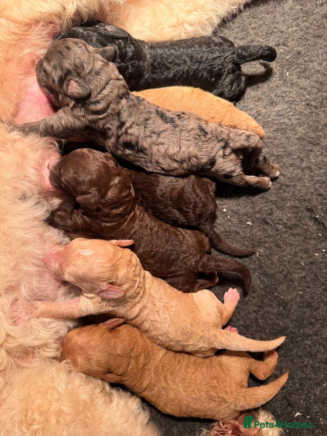 Mixed Breed dogs for sale: STUNNING DOUBLE DOODLES HEALTH TESTED PARENTAGE  - Advert 12